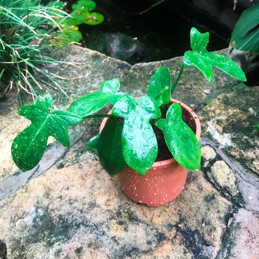  Philodendron Laciniatum Plant