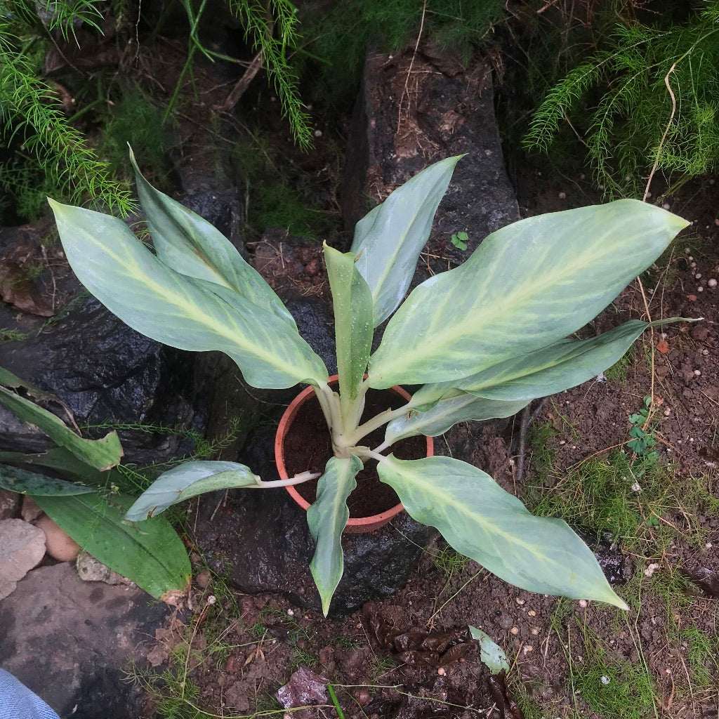  Aglaonema Silver Plant