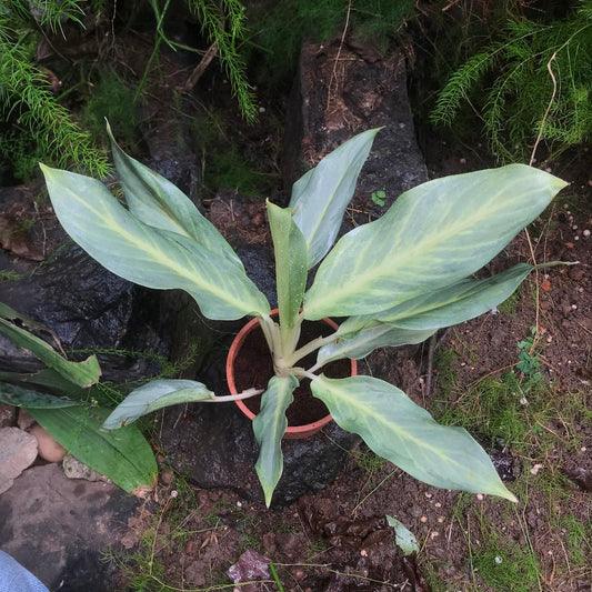  Aglaonema Silver Plant