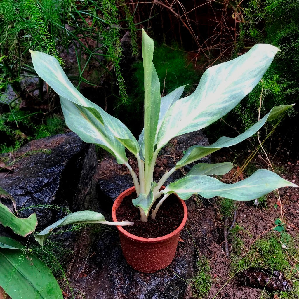  Aglaonema Silver Plant