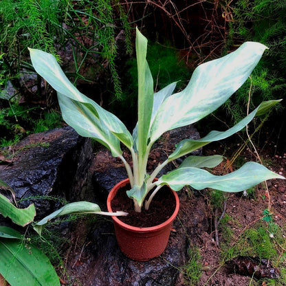  Aglaonema Silver Plant