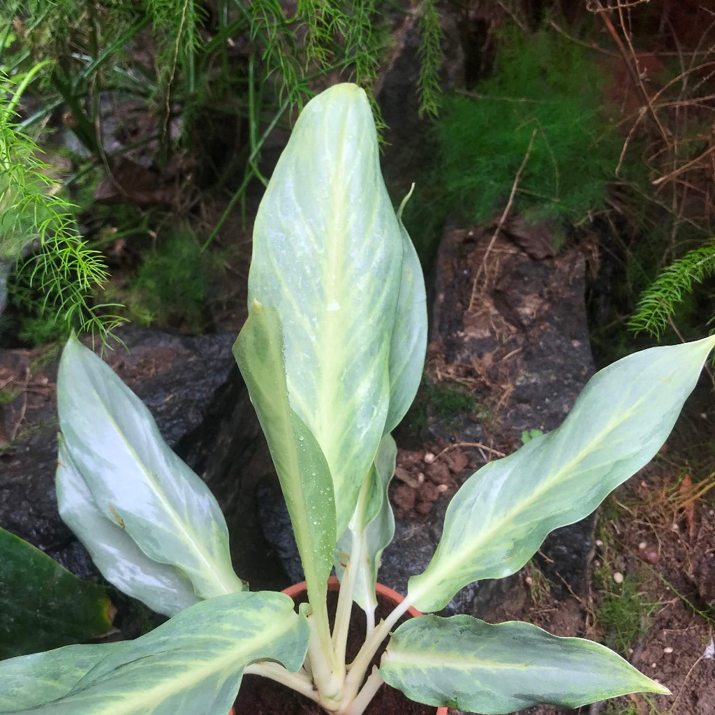  Aglaonema Silver Plant