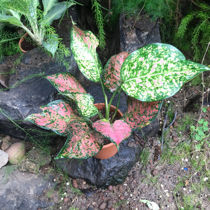  Aglaonema Red Plant