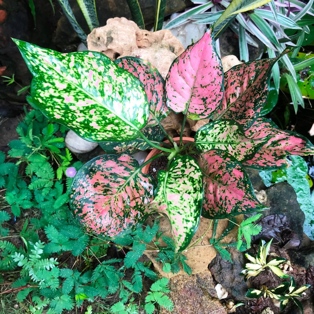  Aglaonema Red Plant