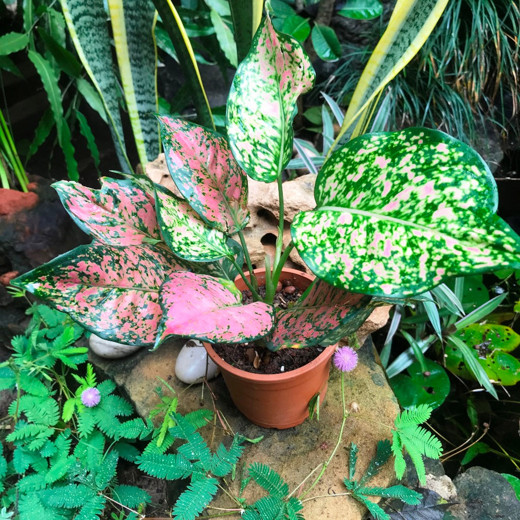  Aglaonema Red Plant