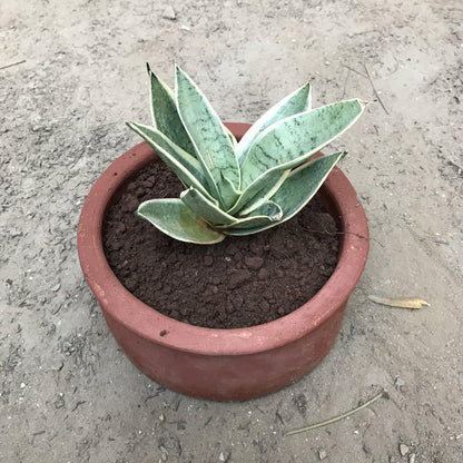  Sansevieria Hahnii Silver Marginata Plant