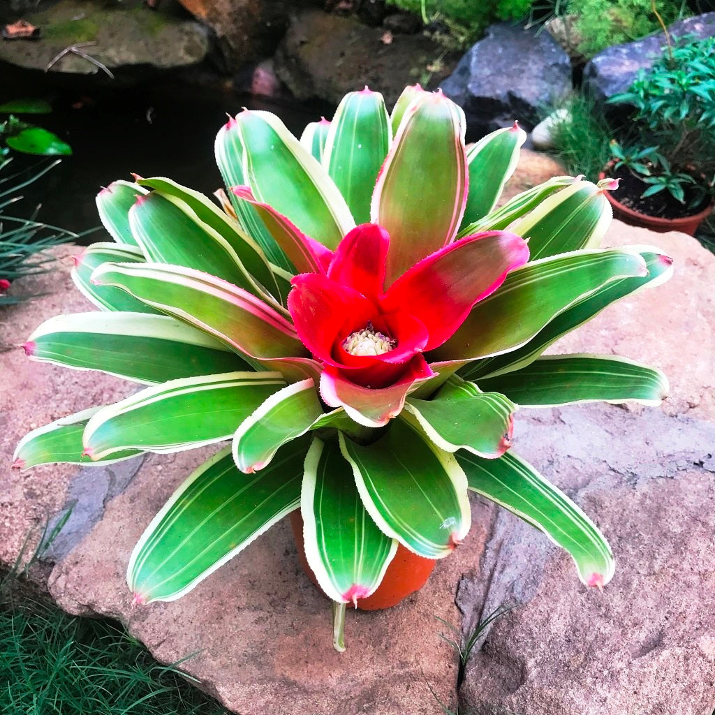  Neoregelia Filanda Plant