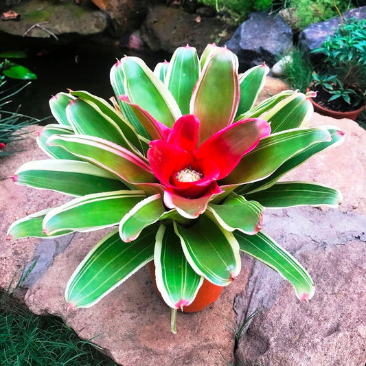  Neoregelia Filanda Plant