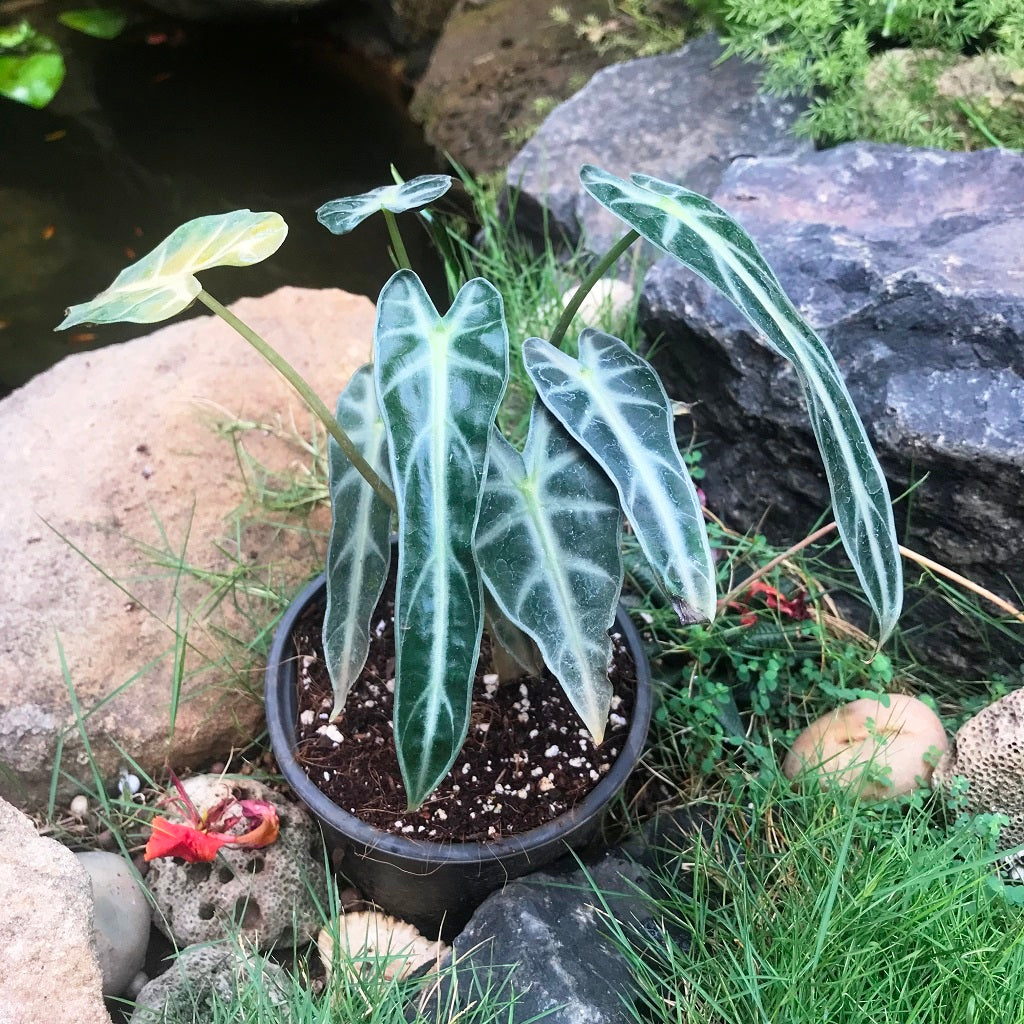  Alocasia Bambino Arrow Plant