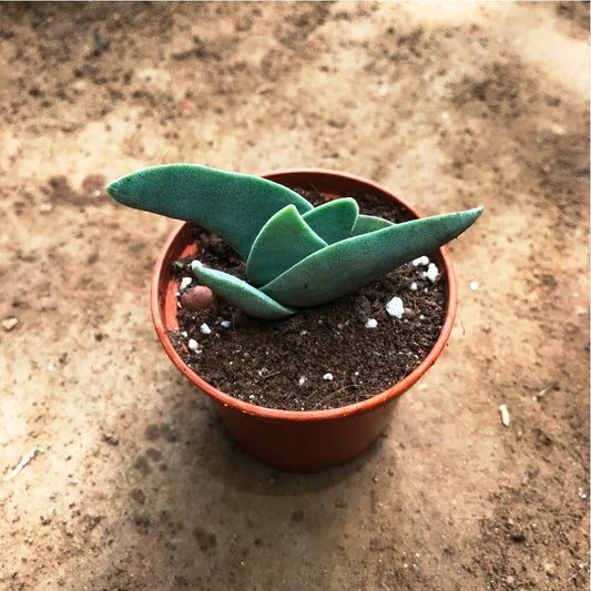  Crassula Falcata Succulent Plant