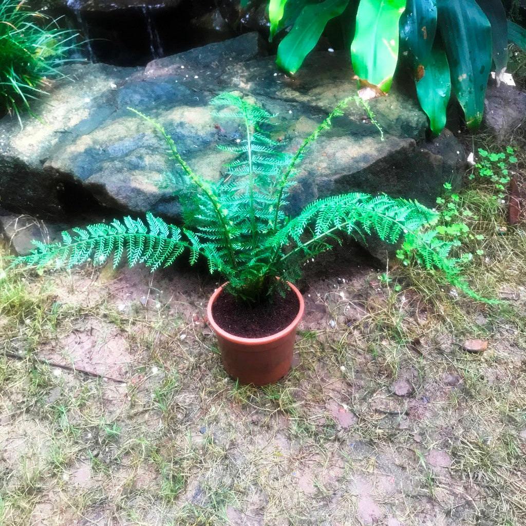  Polystichum Setiferum Soft Shield Fern Plant