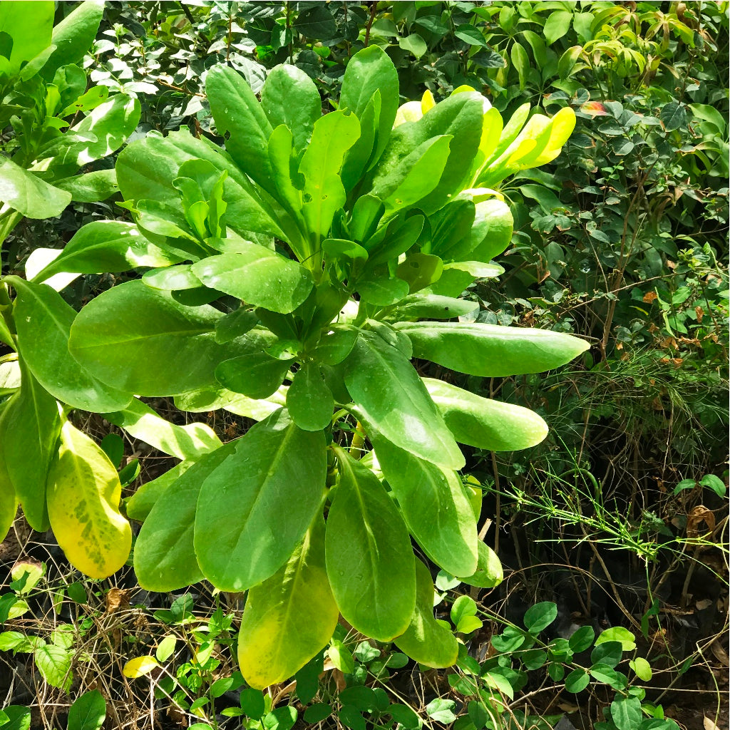  Bhadraksha Scaevola Taccada Plant