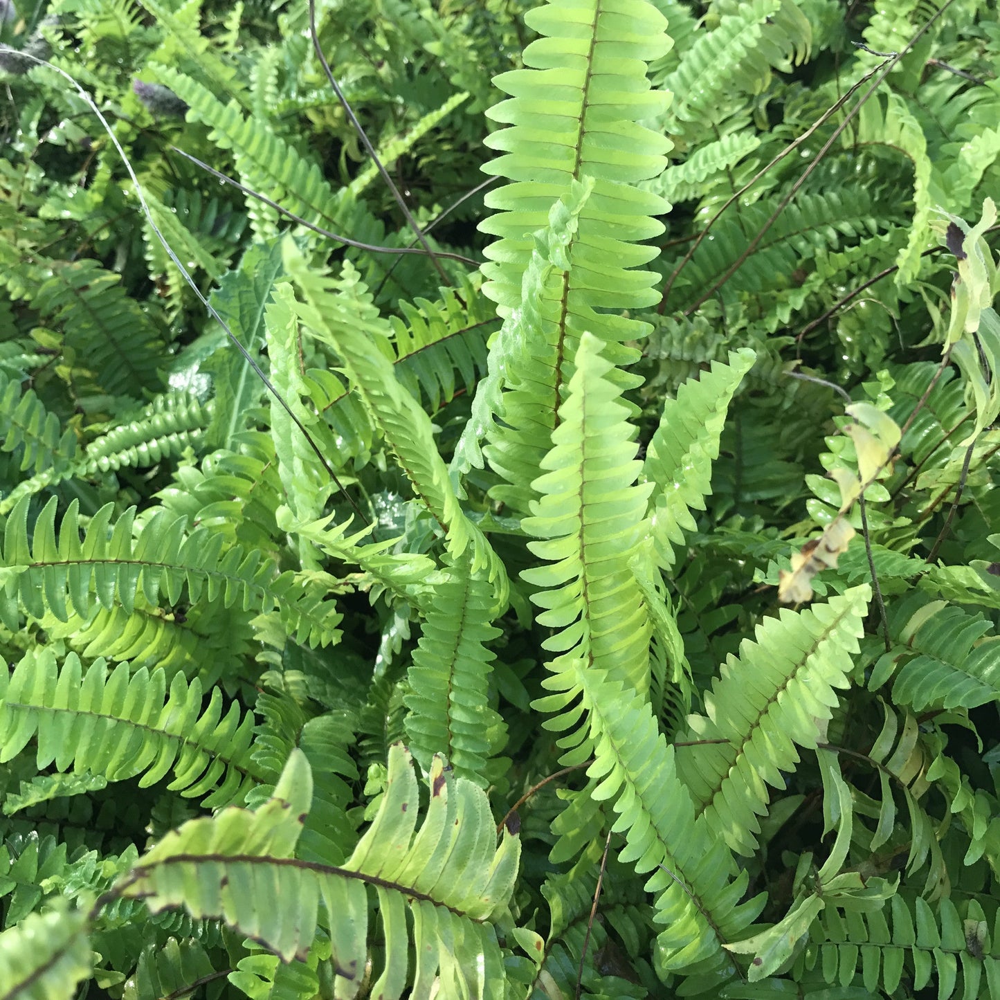  Boston Fern Air Purifier Fern Plant
