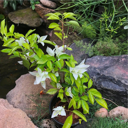  Bougainvillea Singapore White Plant