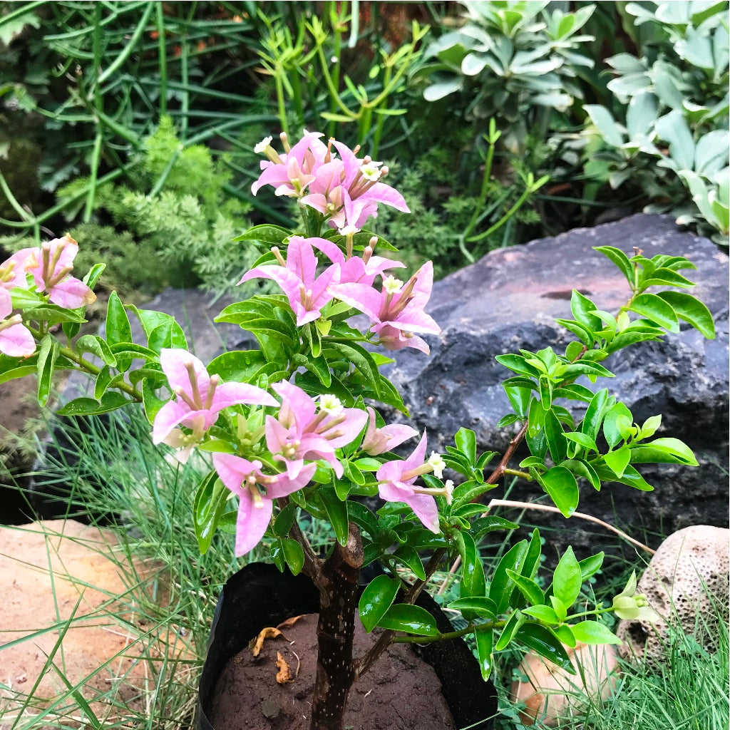  Bougainvillea Purple Formosa Plant