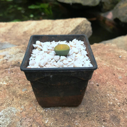  Lithop Fulviceps Aurea Living Stone Succulent Plant