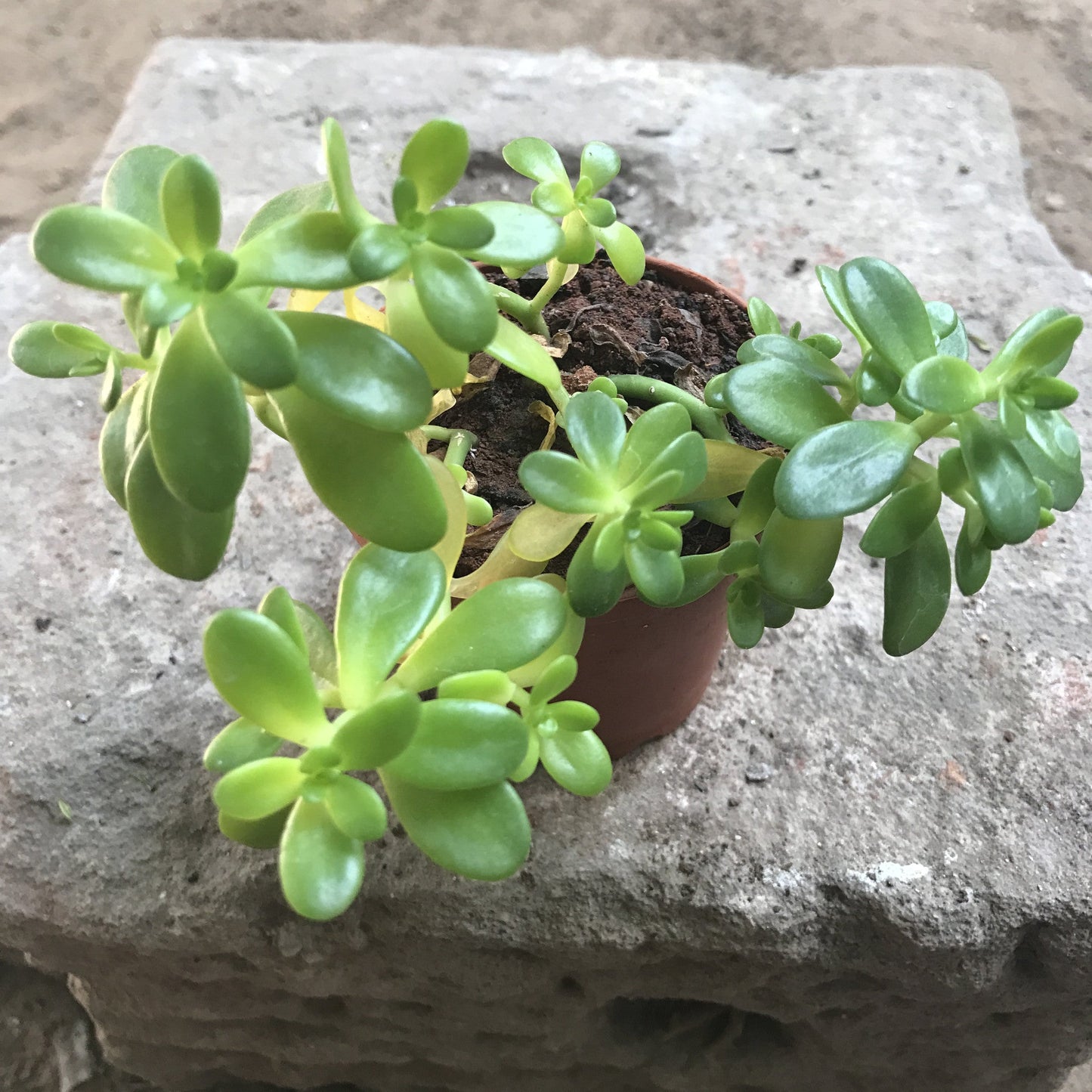  Sedum Confusum Green Succulent Plant