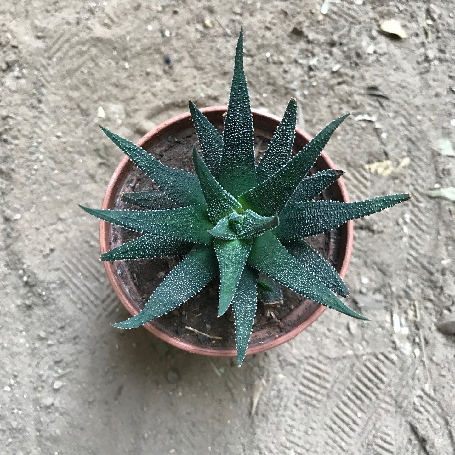  Haworthia Fasciata Succulent Plant