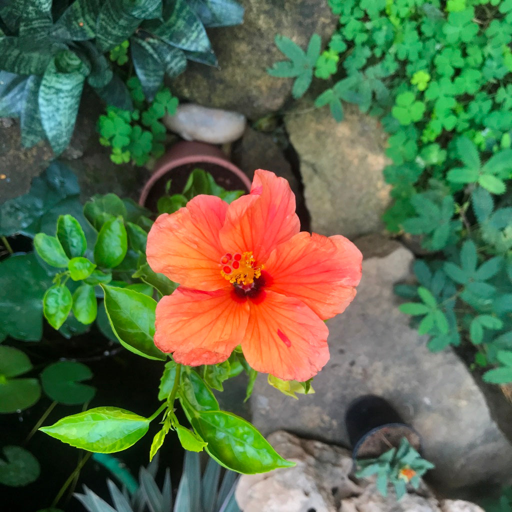  Hibiscus Single Again Plant