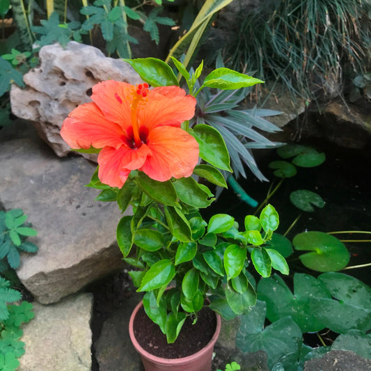  Hibiscus Single Again Plant