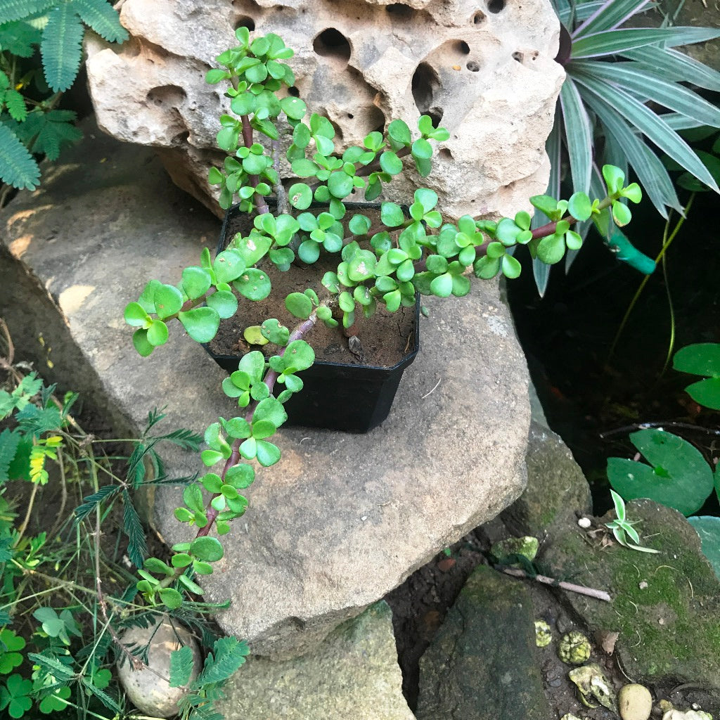  Dwarf Jade Portulacaria Afra Succulent Plant