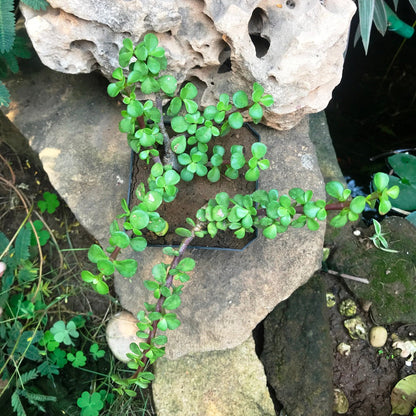 Dwarf Jade Portulacaria Afra Succulent Plant