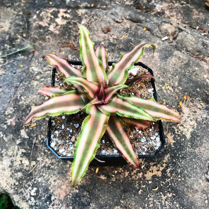  Cryptanthus Bivattatus Ruby Plant