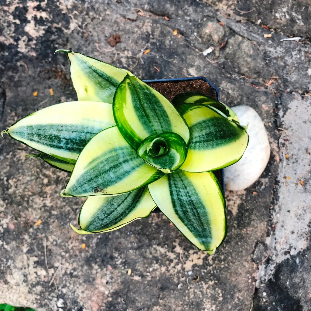  Sansevieria Golden Hehnii Plant
