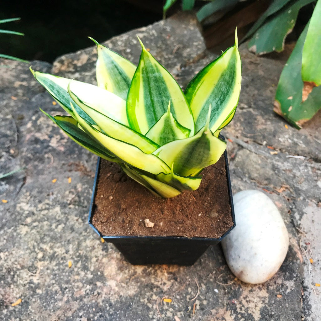  Sansevieria Golden Hehnii Plant