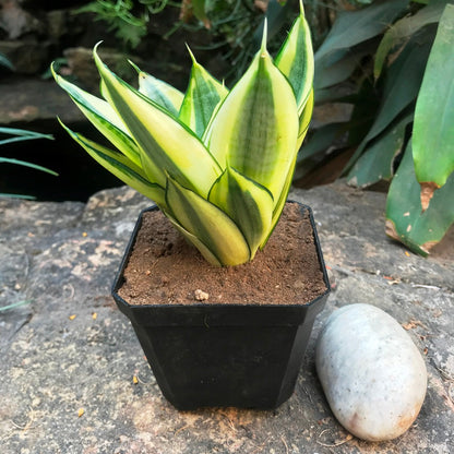  Sansevieria Golden Hehnii Plant