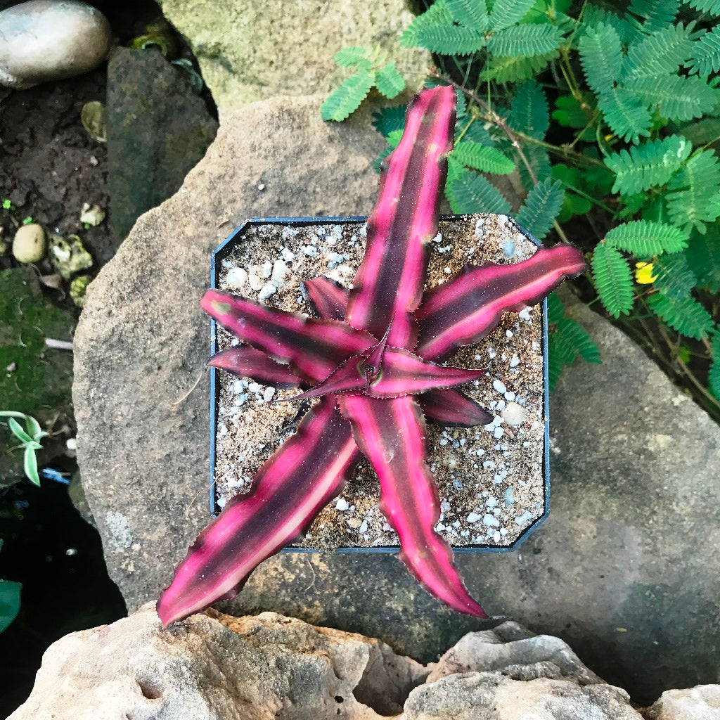  Cryptanthus Bivittatus Red Star Plant