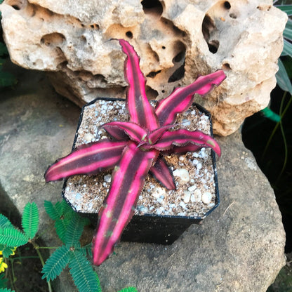  Cryptanthus Bivittatus Red Star Plant