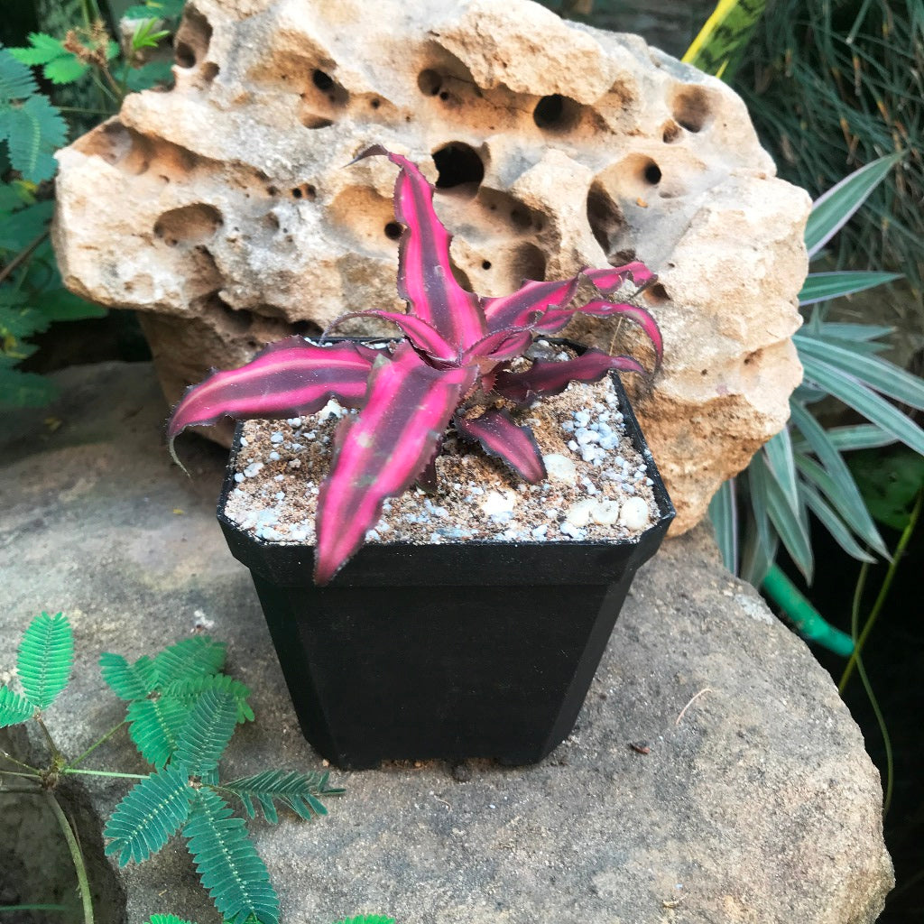  Cryptanthus Bivittatus Red Star Plant