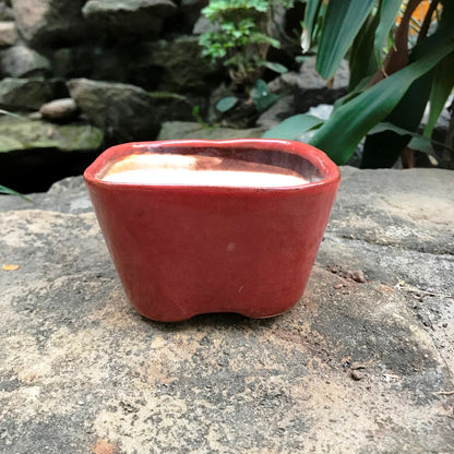  Square Bonsai Ceramic Planter