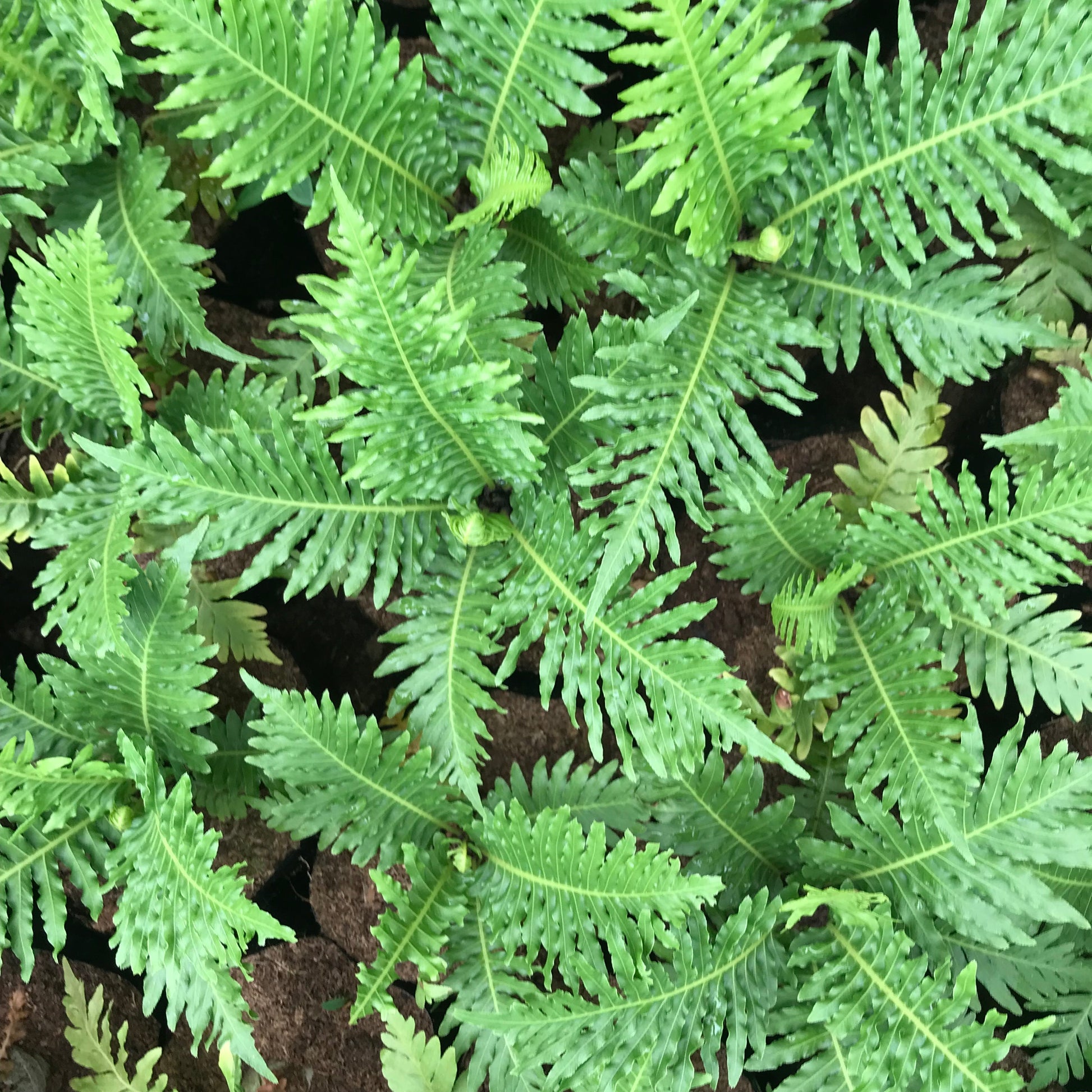  Lacy Tree Fern Plant