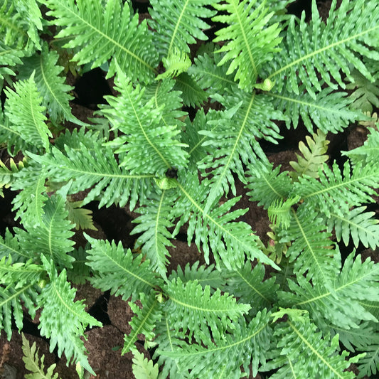  Lacy Tree Fern Plant