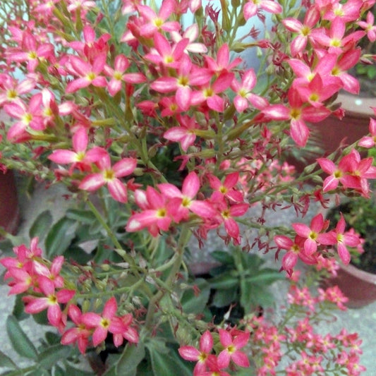  Kalanchoe Blossfeldiana Succulent Plant