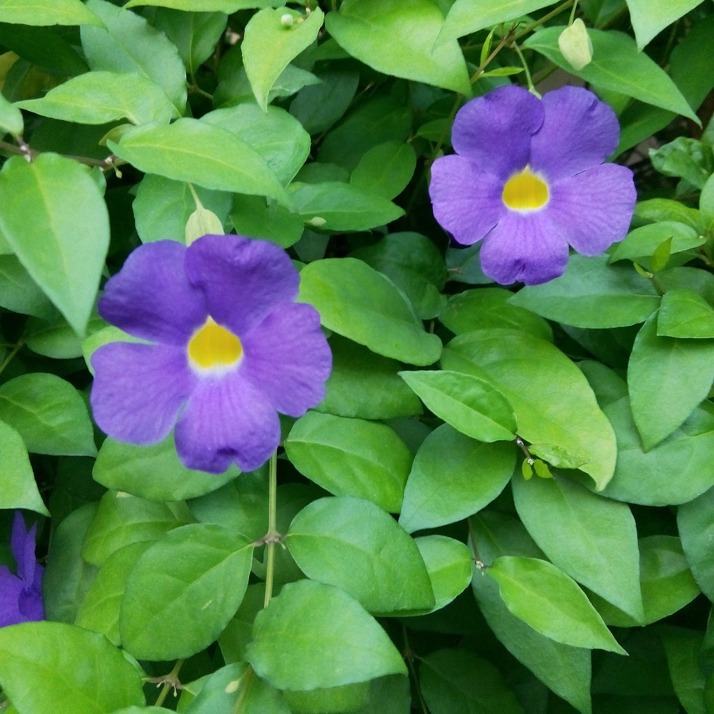  Bush Clock Vine Plant