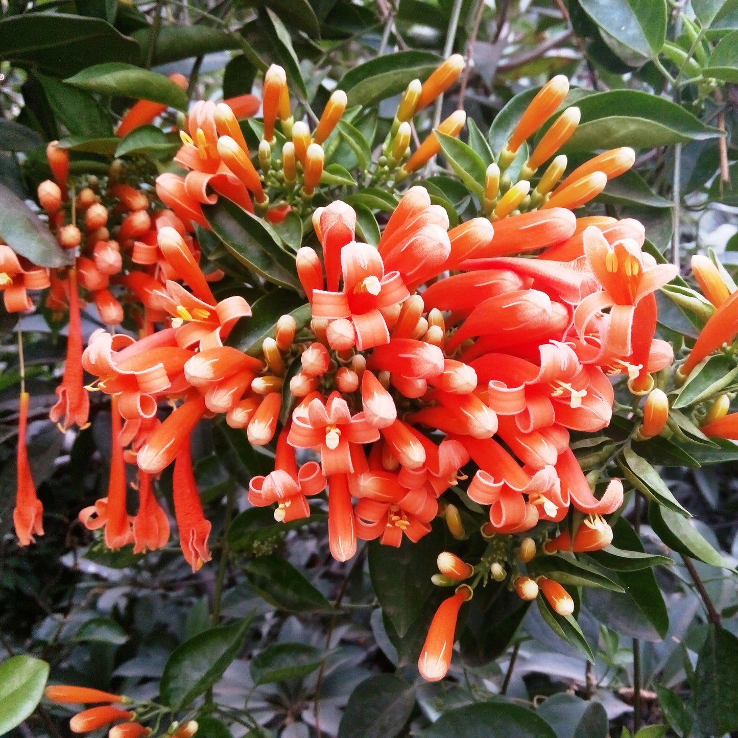  Pyrostegia Venusta Flaming Trumpet Plant