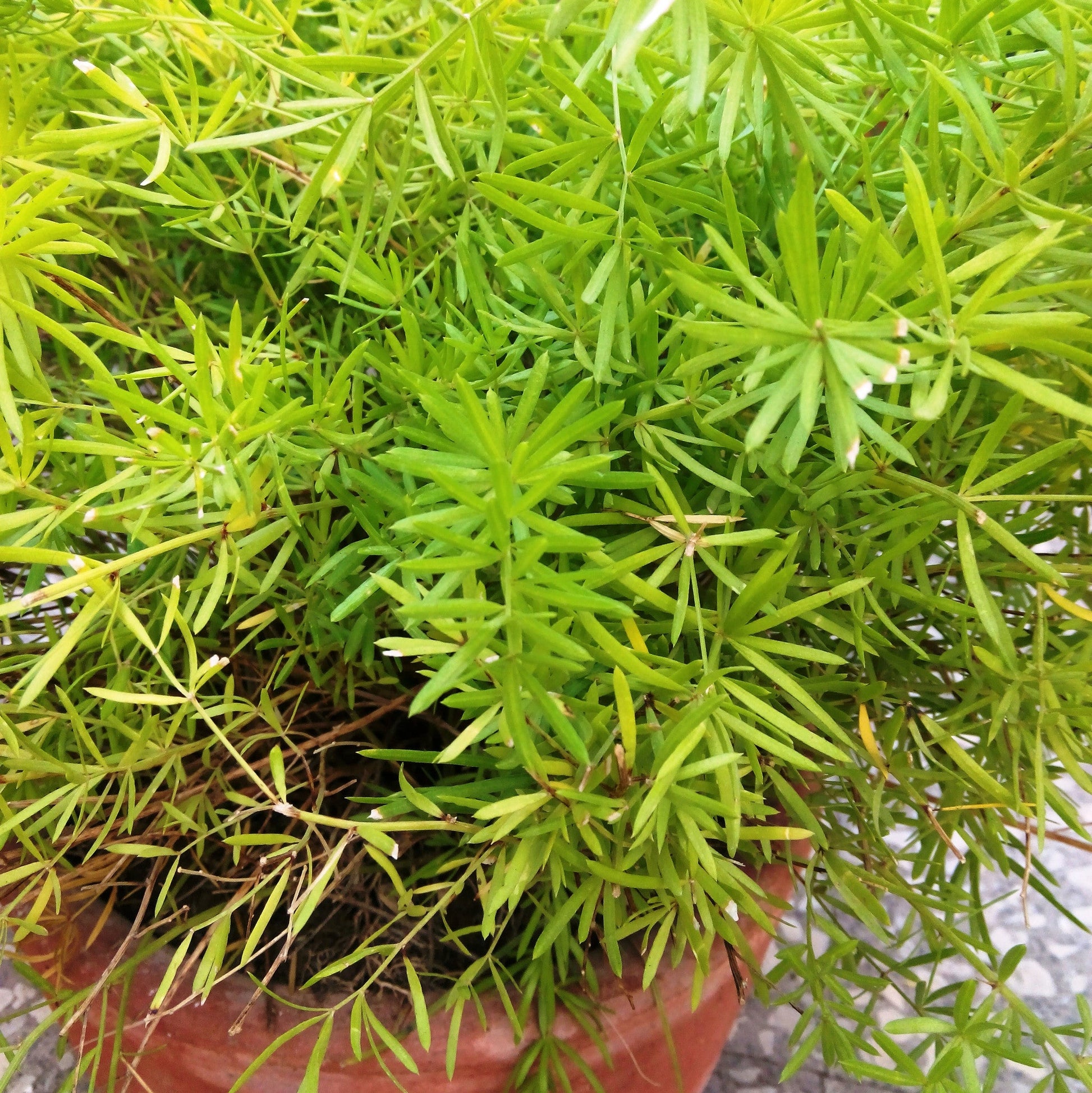  Asparagus Densiflorus Fern Plant