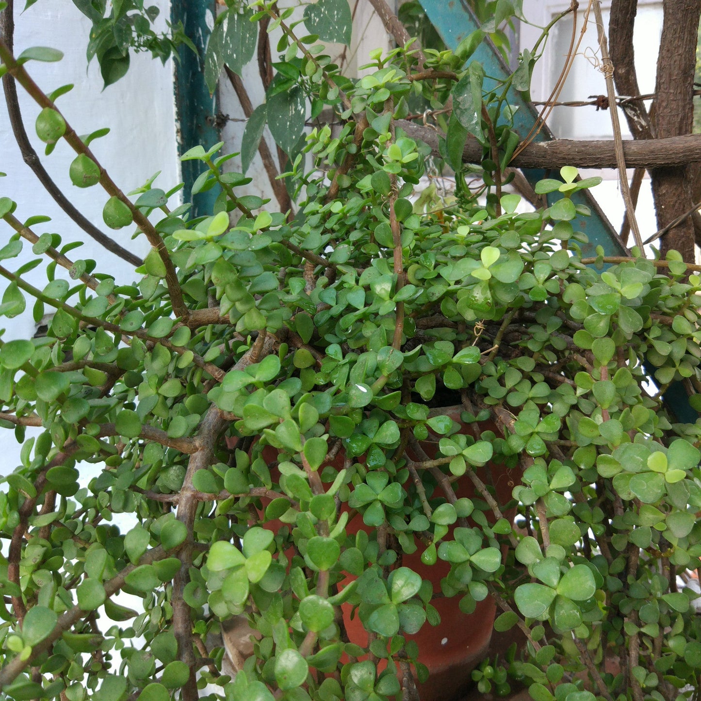  Dwarf Jade Portulacaria Afra Succulent Plant