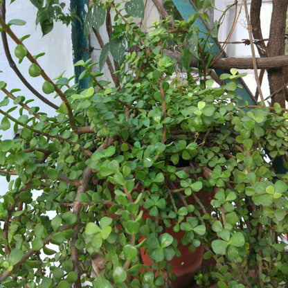  Dwarf Jade Portulacaria Afra Succulent Plant