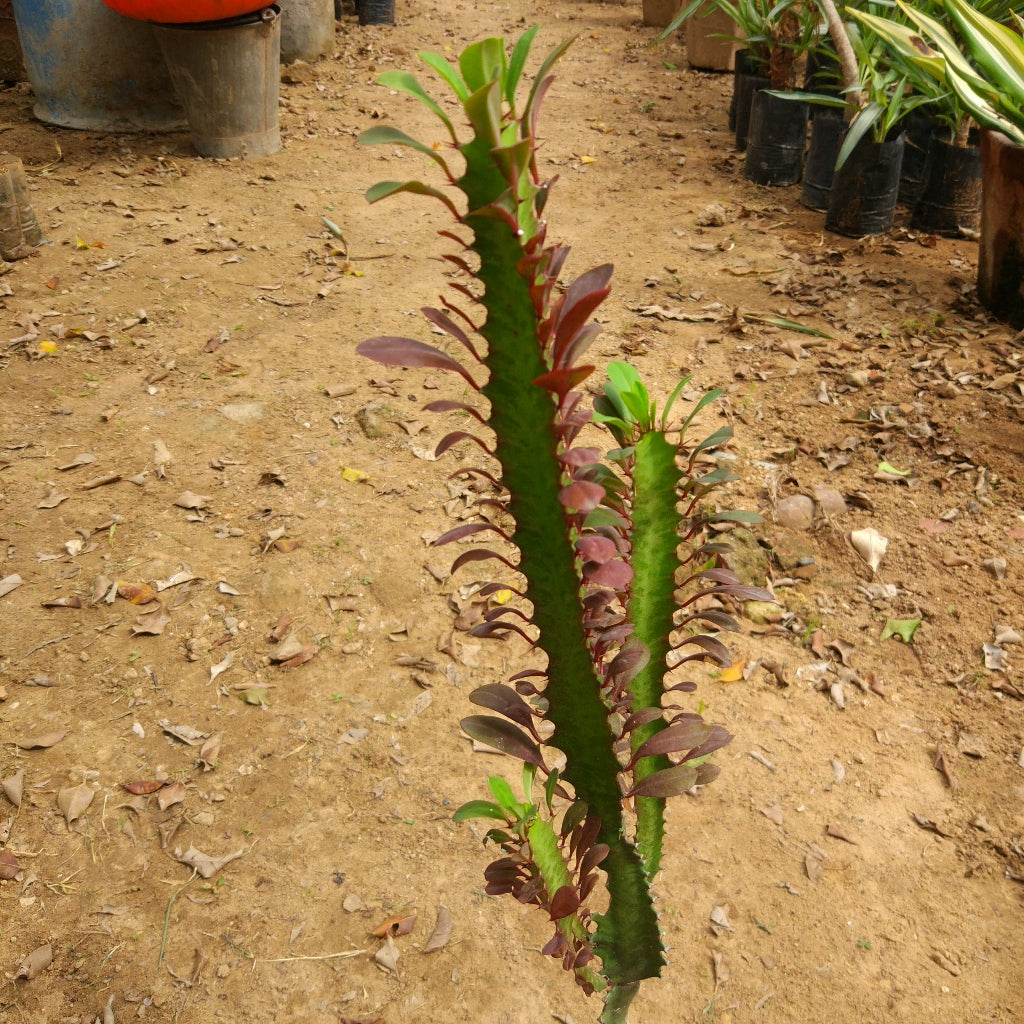  Euphorbia Trigona Rubra African Milk Tree Cactus Plant