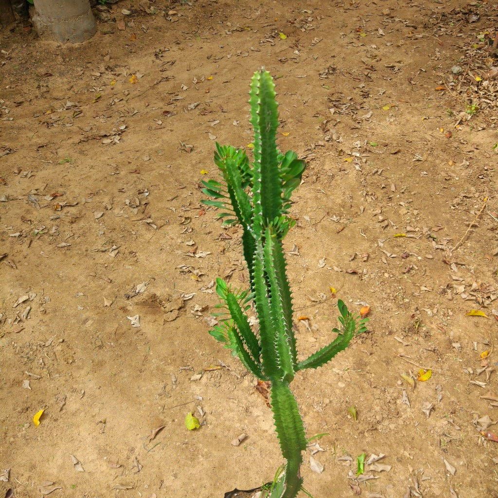  Euphorbia Trigona Green African Milk Tree Cactus Plant