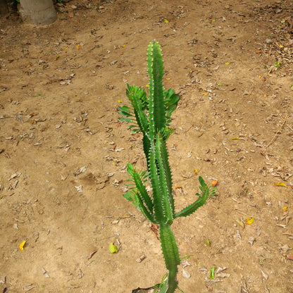  Euphorbia Trigona Green African Milk Tree Cactus Plant