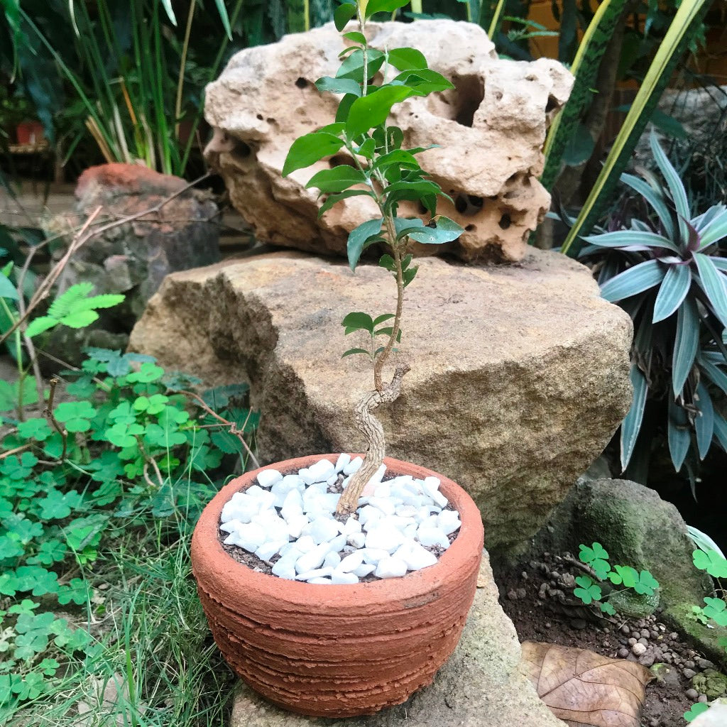  Set Of 4 Round Bonsai Terracotta Pots