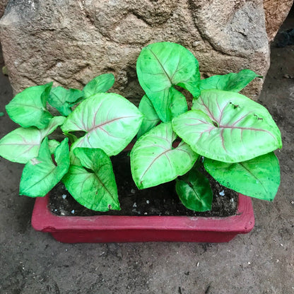  Set Of 4 Sleek Rectangle Terracotta Tray