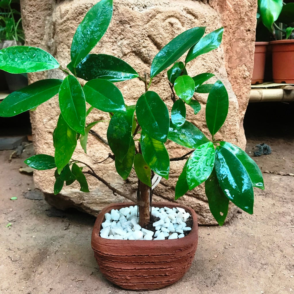  Set Of 4 Rectangle Bonsai Terracotta Pots