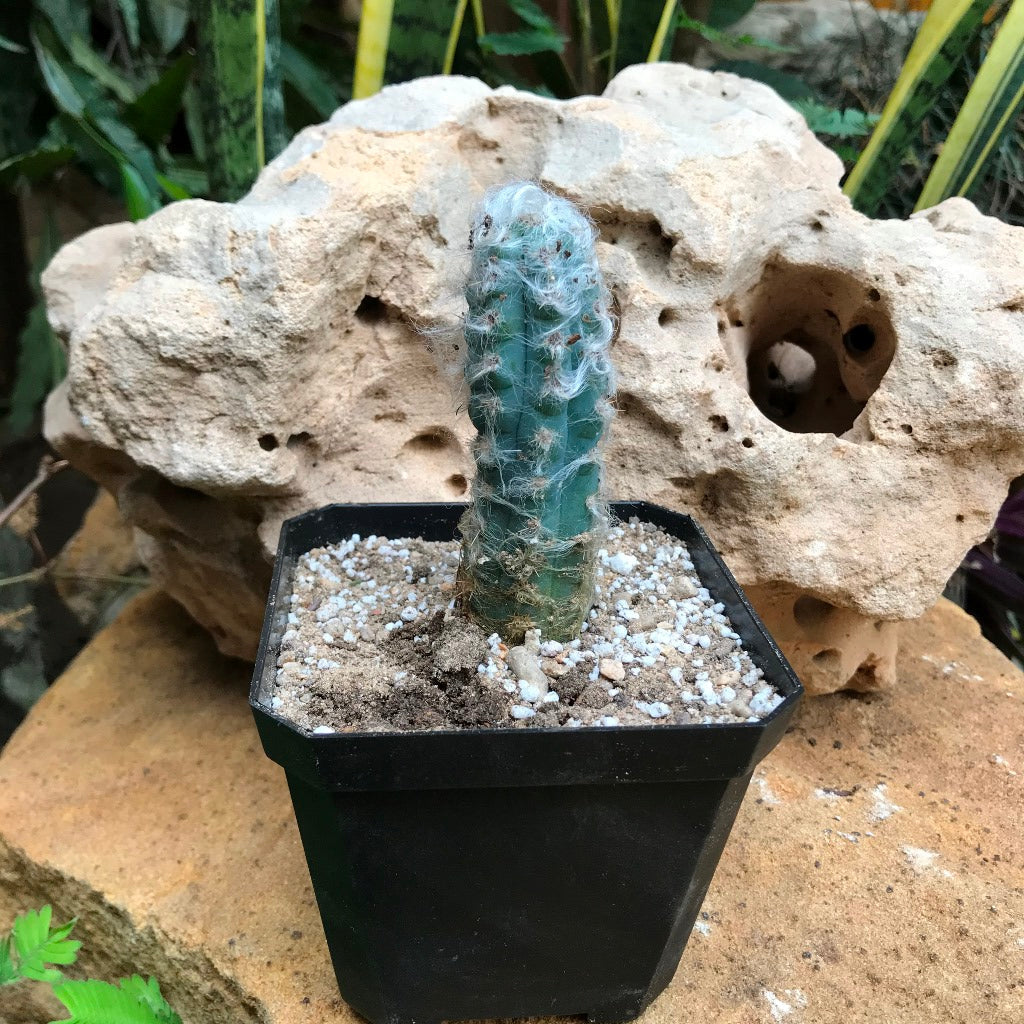  Pilosocereus Pachycladus Blue Columner Cactus Plant