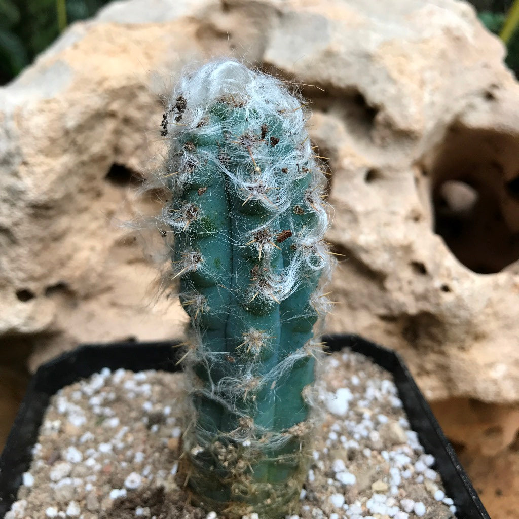  Pilosocereus Pachycladus Blue Columner Cactus Plant